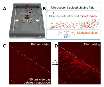 Bioelektrodynamics - Microsecond pulsed electric field